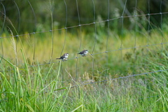 Stizoptera bichenovii