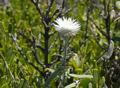 Helichrysum leucopsideum