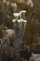 Syncarpha milleflora