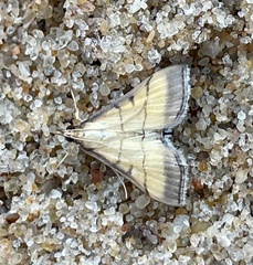 Cnaphalocrocis