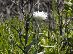 Helichrysum leucopsideum