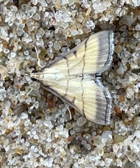Cnaphalocrocis