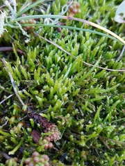 Brachythecium albicans