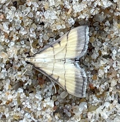 Cnaphalocrocis