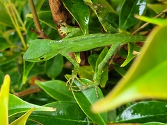 Bronchocela