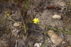 Osteospermum asperulum