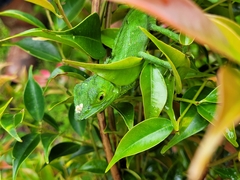 Bronchocela