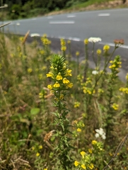 Bellardia viscosa