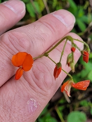 Hylodesmum repandum
