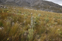 Syncarpha milleflora