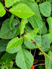 Hylodesmum repandum