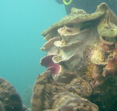 Tridacninae