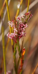 Struthiola macowanii
