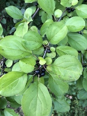 Rhamnus cathartica