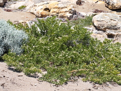 Nitraria billardierei