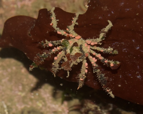 Corallimorph Decorator Crab (Cyclocoeloma tuberculata), wearing  corallimorph corals for protection and camouflage, night dive, Adodo dive  site, Forgot Stock Photo - Alamy