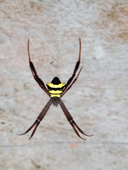 Argiope reinwardti