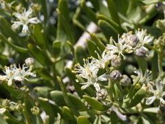 Nitraria billardierei