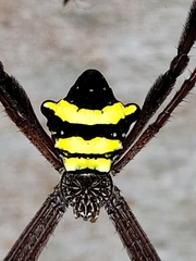 Argiope reinwardti