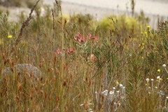 Leucadendron tinctum