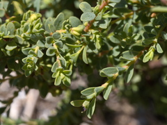 Pimelea serpyllifolia