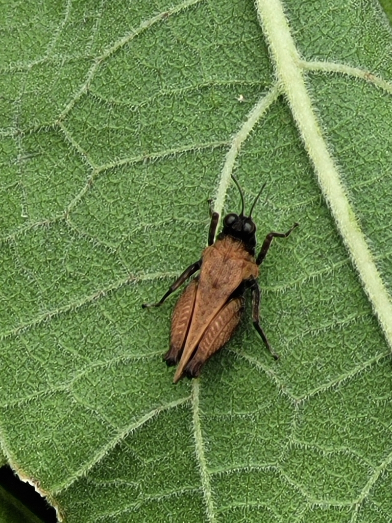 Loxilobus karnyi