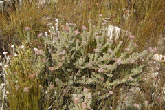 Leucospermum wittebergense
