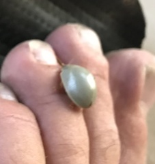 Paropsisterna crocata