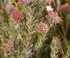 Leucospermum wittebergense