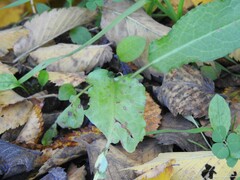 Medicago arabica