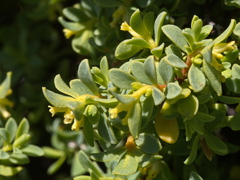 Pimelea serpyllifolia