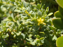 Pimelea serpyllifolia