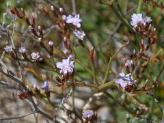 Limonium companyonis