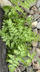 Microlepia nepalensis