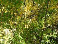 Ulmus laevis
