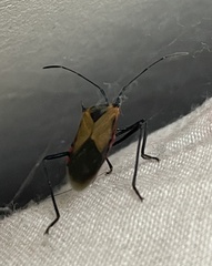 Dysdercus cingulatus