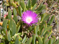 Carpobrotus rossii