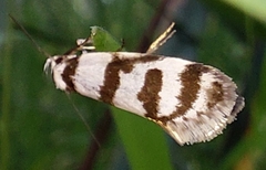 Philobota impletella