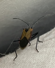 Dysdercus cingulatus