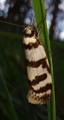 Philobota impletella