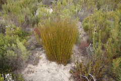 Rhodocoma fruticosa