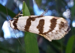 Philobota impletella