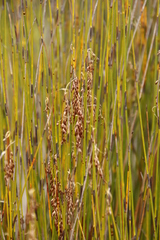 Rhodocoma fruticosa