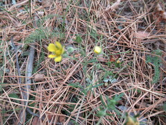 Potentilla tergemina