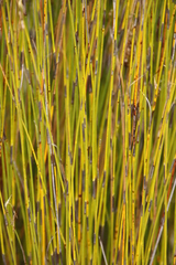 Rhodocoma fruticosa
