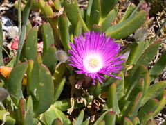 Carpobrotus rossii