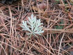 Potentilla tergemina