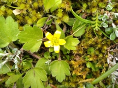Ranunculus royi