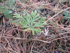Potentilla tergemina