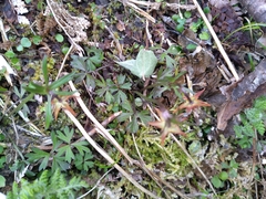 Anemonastrum tenuicaule